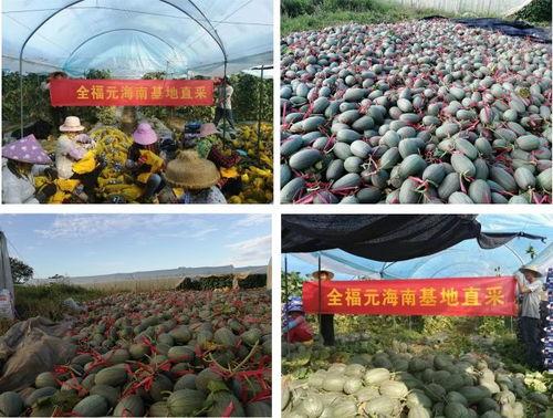 全福元楼顶吃瓜,夏日里的瓜香盛宴